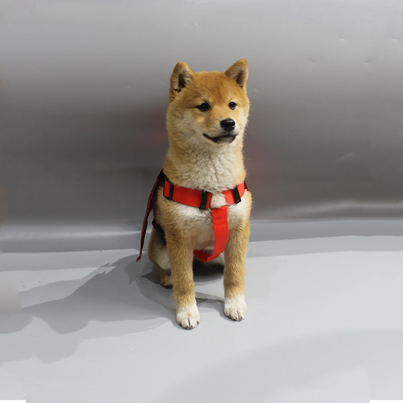 Costume ailes de chauve-souris avec harnais pour chien et chat